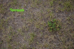 Rasen_5SVL